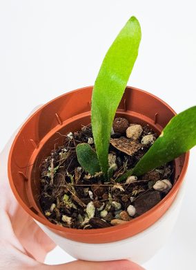 Platycerium bifurcatum