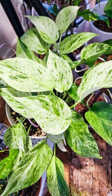 Epipremnum marble queen