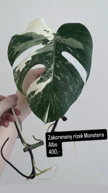 Monstera deliciosa albo rizek