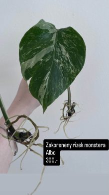 Monstera deliciosa albo rizek