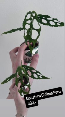 Monstera oblique Peru
