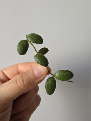 Hoya RB6 - čerstvý řízek 3 kolínka