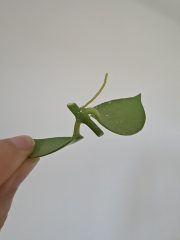 2592.jpg