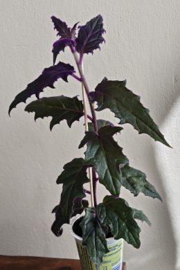 Gynura aurantiaca