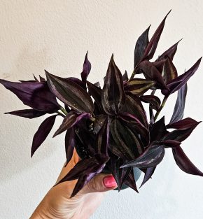Tradescantia 'Purple Passion'