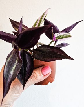 Tradescantia Purple Passion + Nanouk 2v1