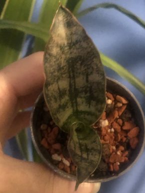 Sansevieria Star Canyon Granite - menší rostlinka .