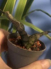 IMG_4706.jpeg