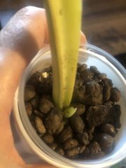 IMG_4703.jpeg