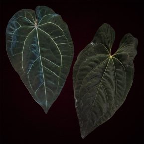 Semenáček Anthurium AOS × (Zara × Michelle) × PapX × Pap ‘Daniel’