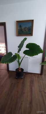 Alocasia Macrorrhiza XXL Kopie