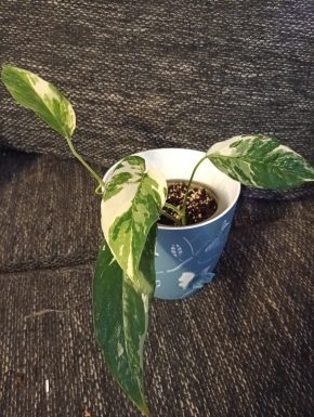 Epipremnum pinnatum variegata