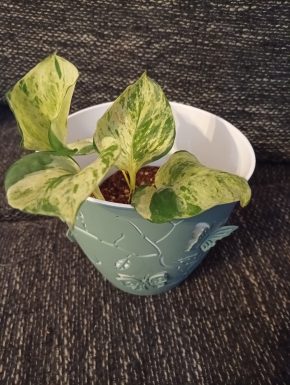 Epipremnum happy leaf Manjula