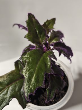 Gynura aurantiaca