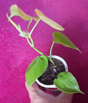 Scindapsus Lemon Lime