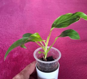 Philodendron Green Princess