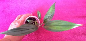 Epipremnum Amplissimum