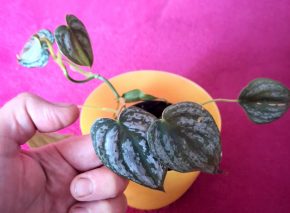 Philodendron Brandtianum