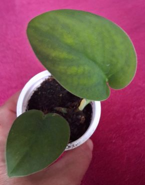 Scindapsus Jade satin