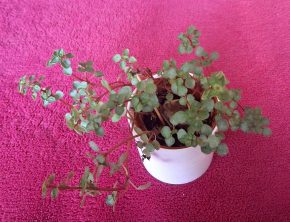 Pilea