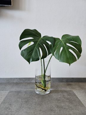 Monster deliciosa