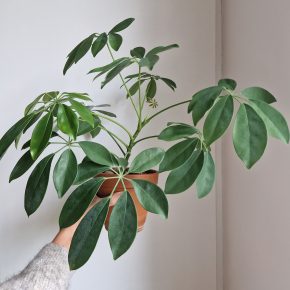 Schefflera