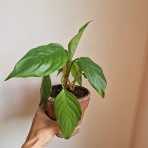 Aglaonema modestum