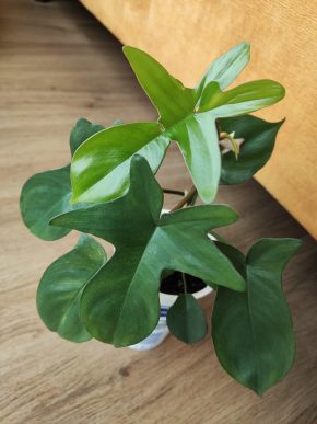 Philodendron pedatum 🌿
