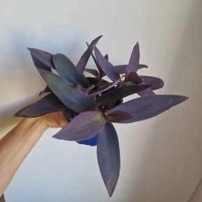 Tradescantia pallida Purple Heard