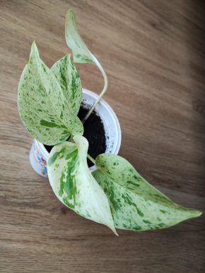 Epipremnum Snow Queen