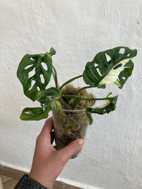 Monstera adansonii variegata