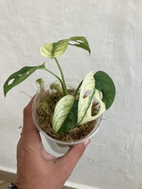 Monstera adansonii variegata