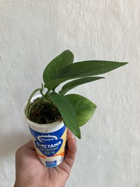 Epipremnum | Šplhavník | Šplhavnice | Pothos
