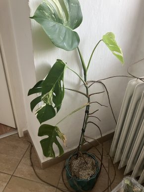 Monstera deliciosa variegata