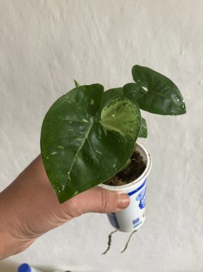 Syngonium podophyllum 'Panda'