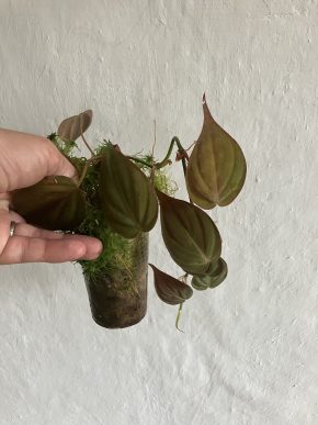 Philodendron Micans