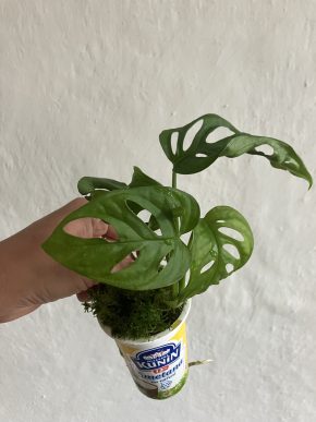 Monstera adansonii