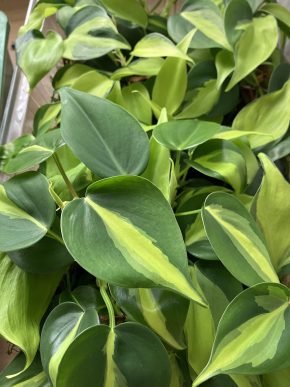 Philodendron hederaceum "Brasil"