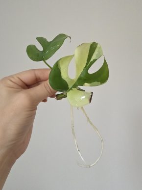 Monstera minima albo