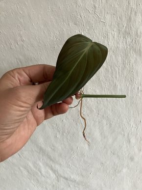 Philodendron Micans