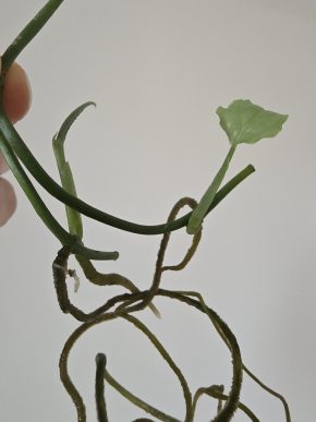 Monstera obliqua Peru