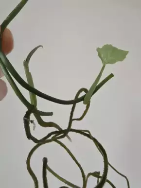 Monstera obliqua Peru