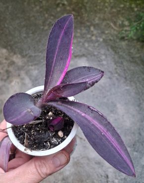 Tradescantia Pallida Purpurea Pink