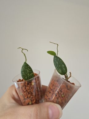 Hoya thomsonii 'spotted leaf'