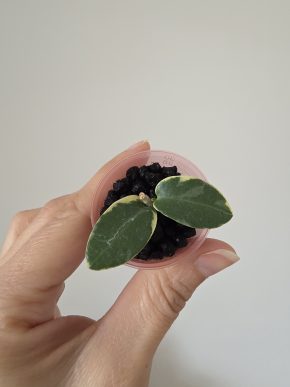 Hoya cumingiana albomarginata