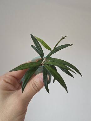 Hoya pauciflora