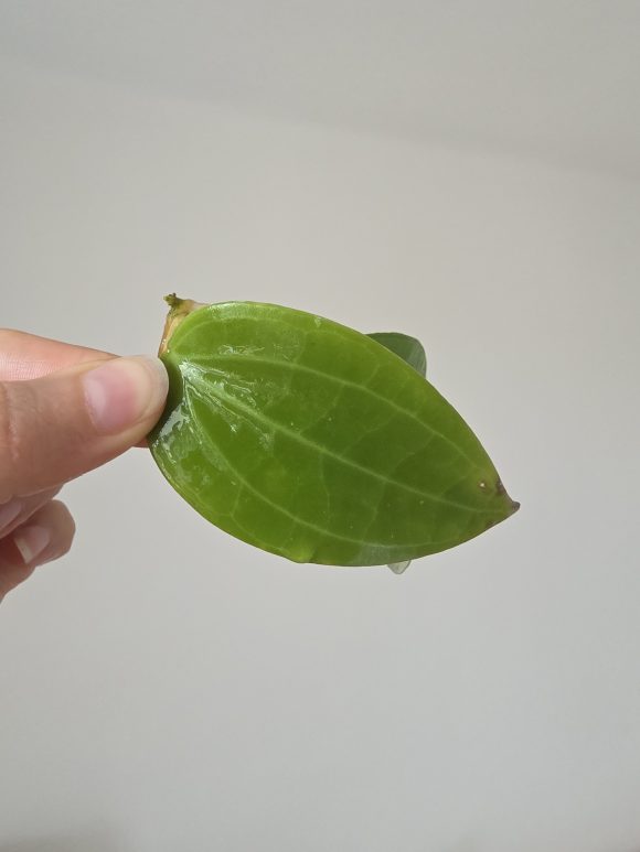 2687.jpg
