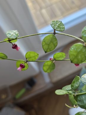 Dischidia hirsuta - řízek 4 kolínka