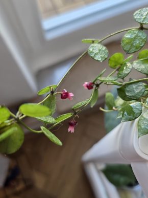 Dischidia hirsuta - řízek 4 kolínka