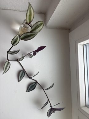 Tradescantia Zebrina